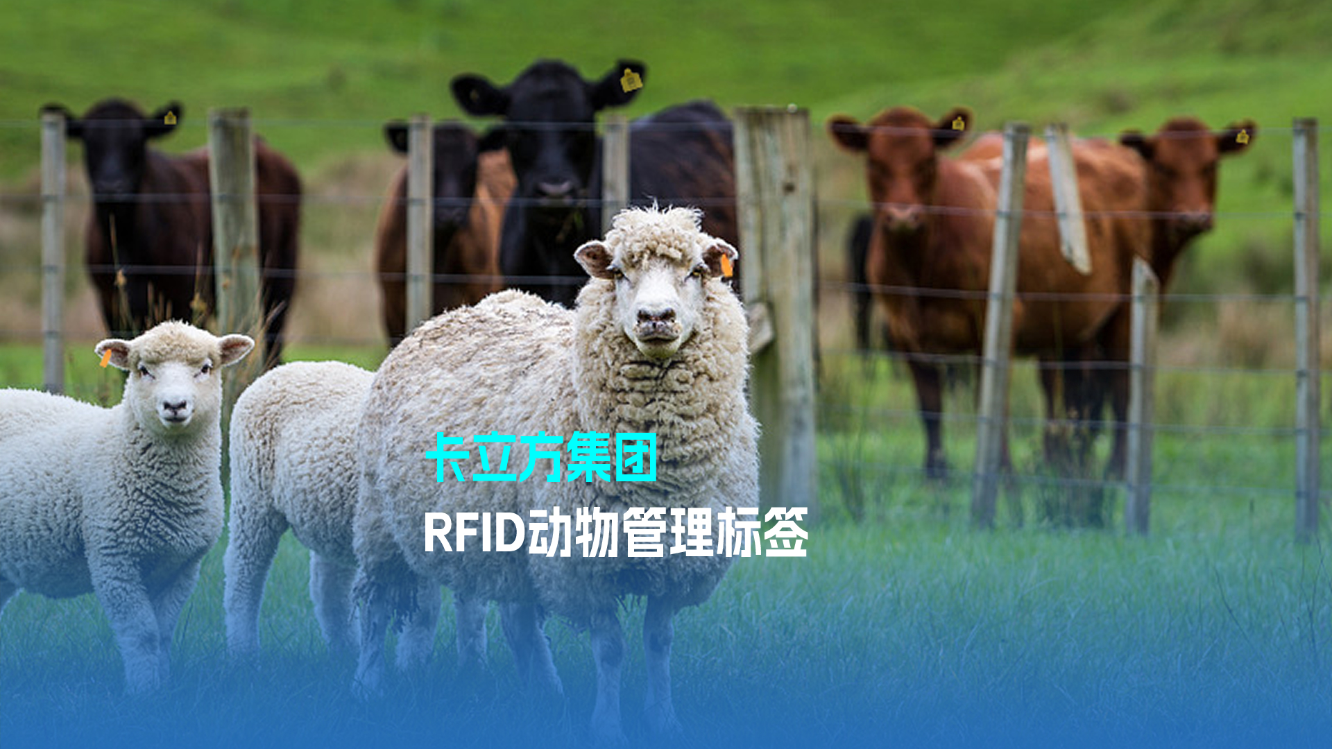 威斯尼斯wns888集团RFID动物治理标签 科技赋能现代畜牧业新篇章